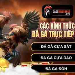da gà c3 hôm nay