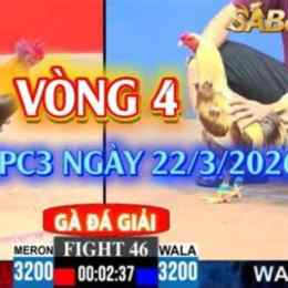 đá gà c3 ngày 2 tháng 11