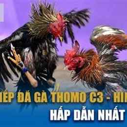đá gà c3 ngày 30