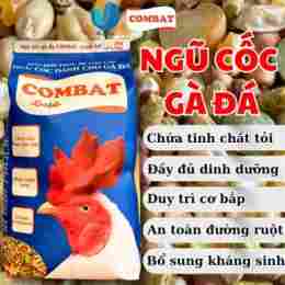 đá gà c3 ngày 6 tháng 6