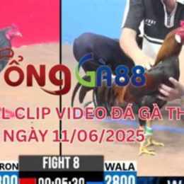 đa gà c3 trận 21