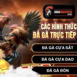 đá gà c3 trực tiếp hôm nay