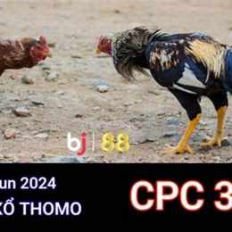 đá gà c3 trực tiếp thomo
