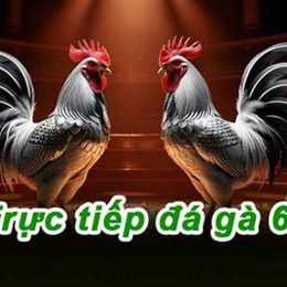 đá gà c4 trực tiếp hôm nay