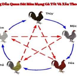 đá gà c8
