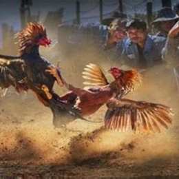 đá gà cá độ