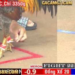 đá gà cam 67 cam