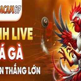 đá gà cam 67 trực tiếp hôm nay