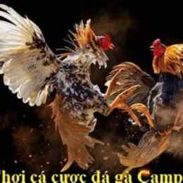 đá gà campuchia bình luận