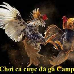 đá gà campuchia c5