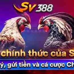 đá gà casino 88
