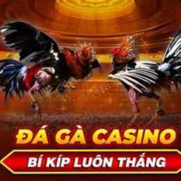 đá gà casino c2