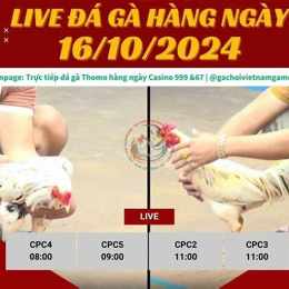 đá gà casino trực tiếp ngày hôm nay