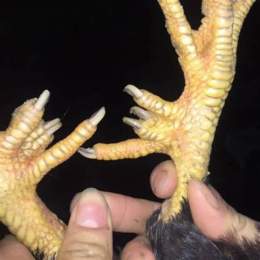 da gà chiên