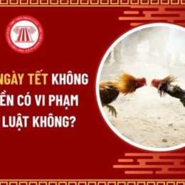 đá gà có phạm pháp không