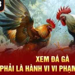 đá gà có vi phạm pháp luật không