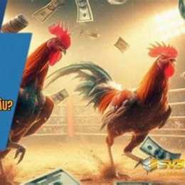 đá gà cpc trực tiếp