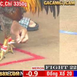 đá gà cpc1 5 4