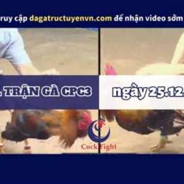 đá gà cpc3 25/10