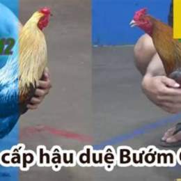 đá gà cpc4 ngày 12 6