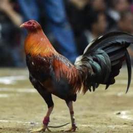 đá gà cựa dao cj2
