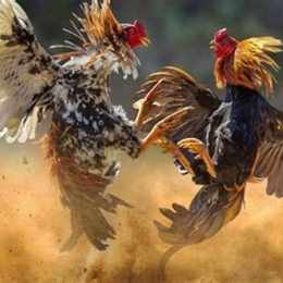 đá gà cựa dao con gà đen
