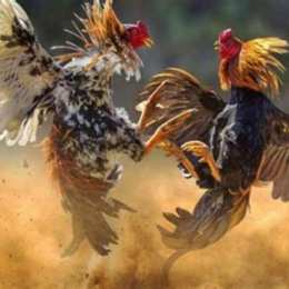 đá gà cựa dao full hd