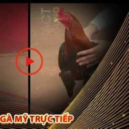 đá gà cựa dao trực tiếp trên mạng