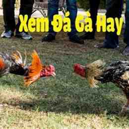 da ga cua sat hom nay