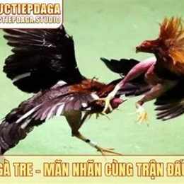 đá gà đến chết