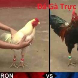 đá gà đen trực tiếp hôm nay