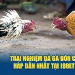 đa ga đon c1 thomo
