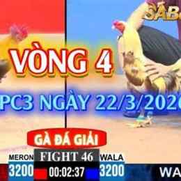 đá gà giải c3 ngày 8 tháng 9