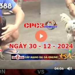 đá gà hoa lư hôm nay