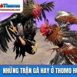 đá gà hôm nay c2 trận 16