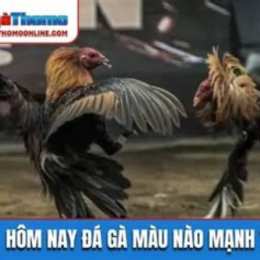 da ga hom nay c2