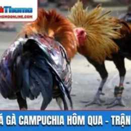 đá gà hôm qua c4