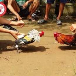 đá gà không ăn tiền có bị phạt không