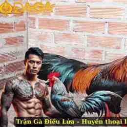 đá gà kinh 79