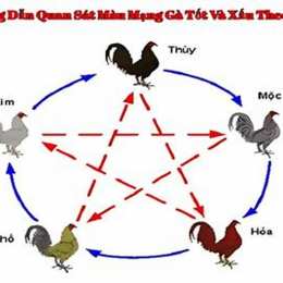 đá gà mang c5