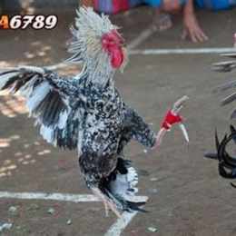 đá gà mạng trực tiếp 67