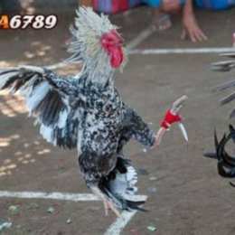 đá gà mạng trực tiếp campuchia