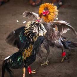 đá gà mẹ