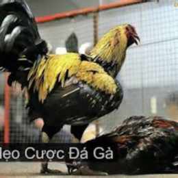 đá gà một cựa