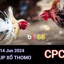 đá gà ngày 14 8