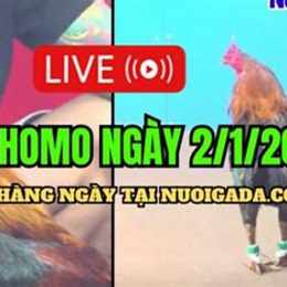 da ga ngay 25/10