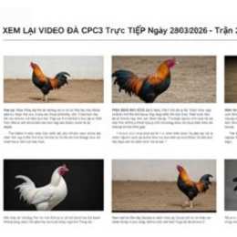 đá gà ngày 28/7 trận 22