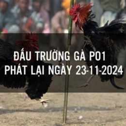 đá gà phát lại 67