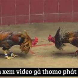 đá gà phát lại thomo