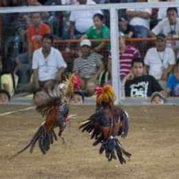 da ga philippin cua dao
